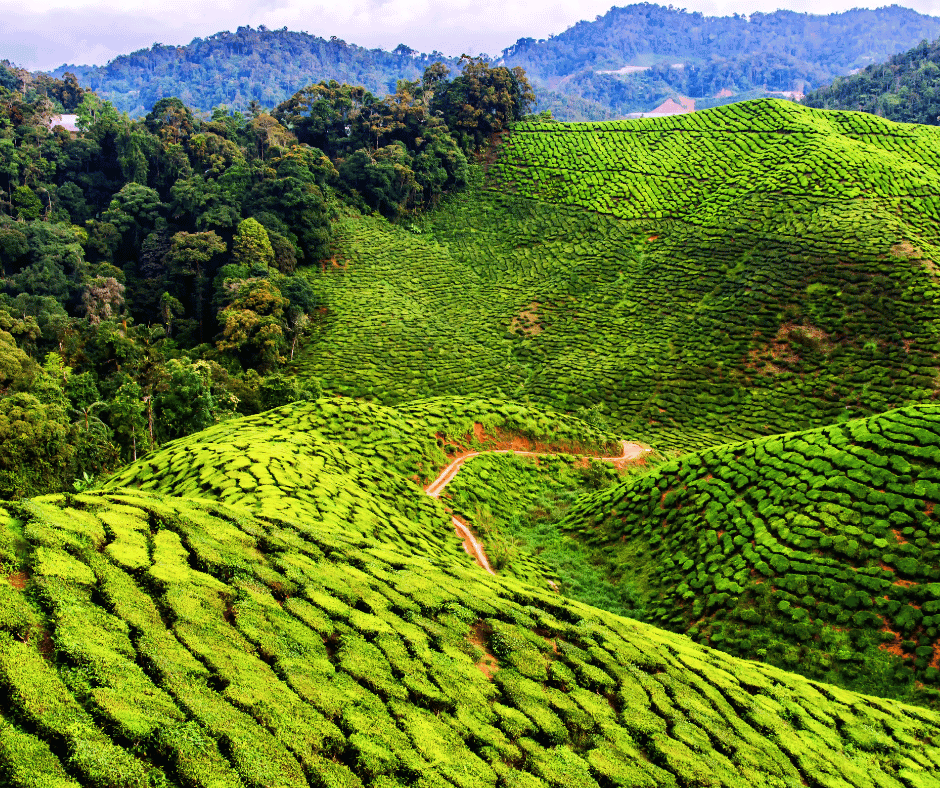 Cameron Highlands